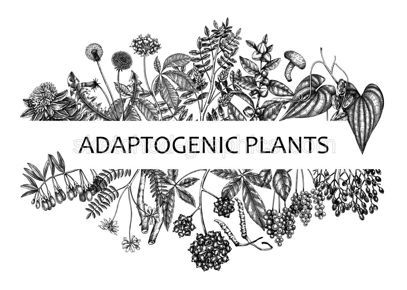 Adaptogenic plants banner. Hand-sketched medicinal herbs, weeds, berries, leaves frame design. Perfect for brands, label, packaging. Hand sketched adaptogens outlines. Botanical illustrations. Illustration